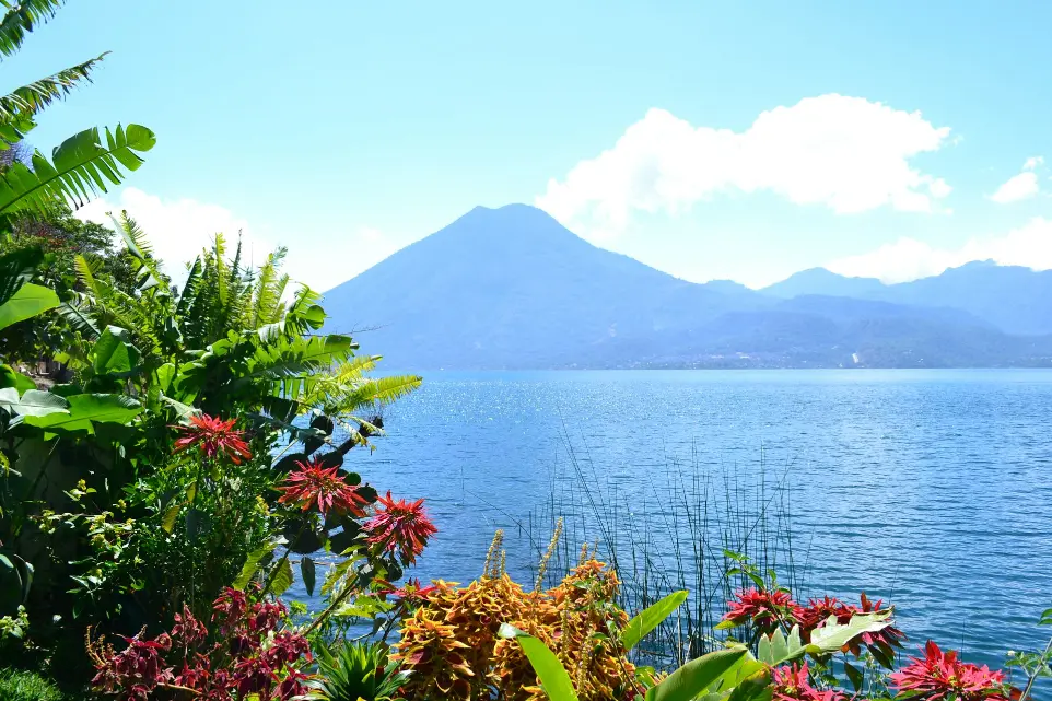 a body of water surrounded by trees and plants