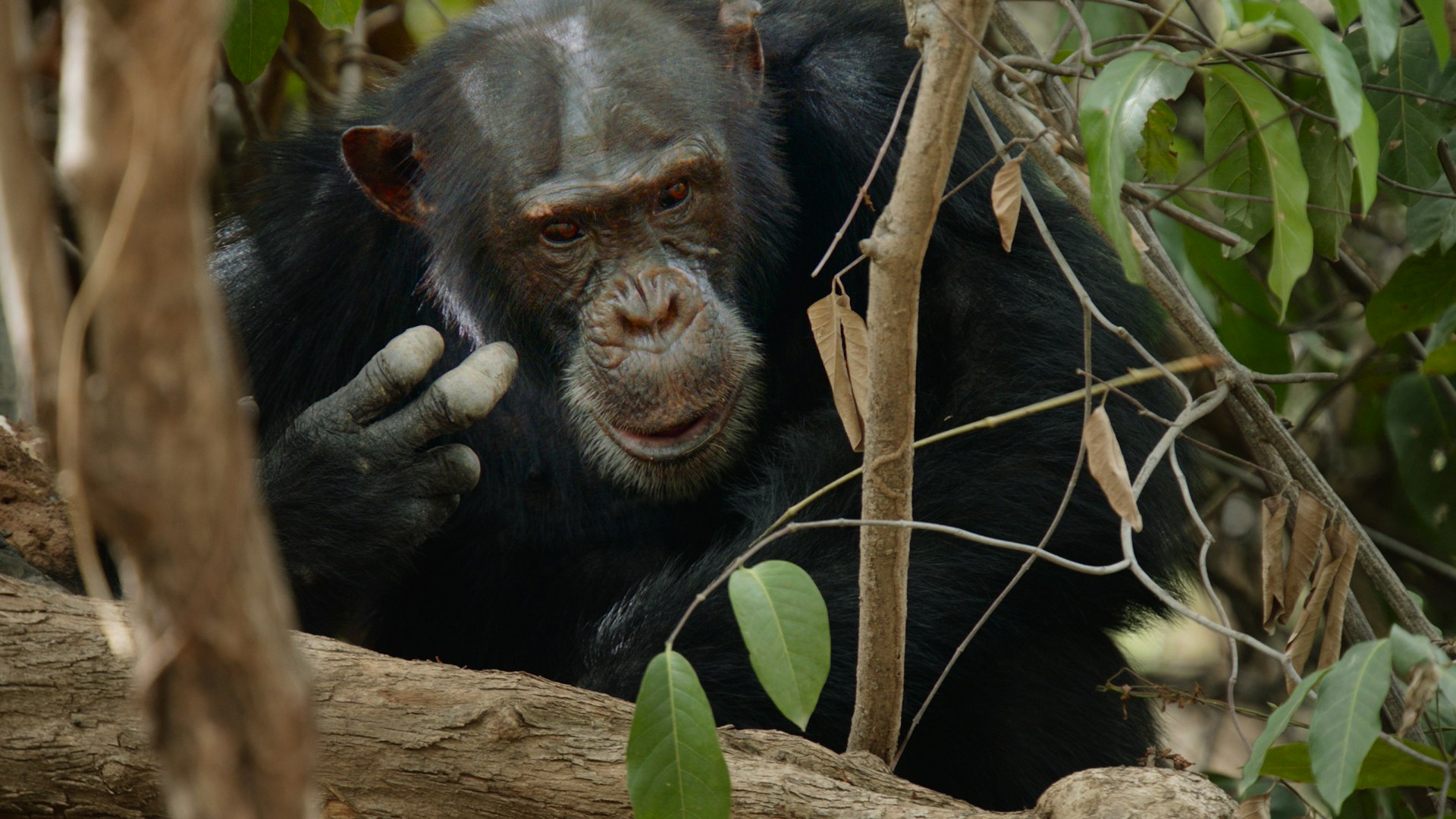 a chimpan sitting on a tree branch in a forest