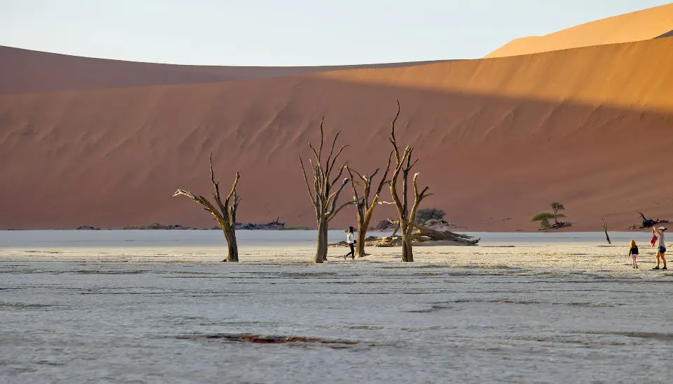 A group of trees in the middle of a desert