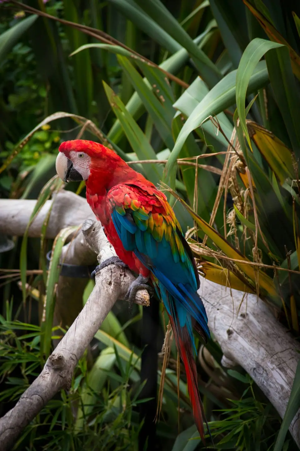 a colorful parrot sitting on top of a tree branch
