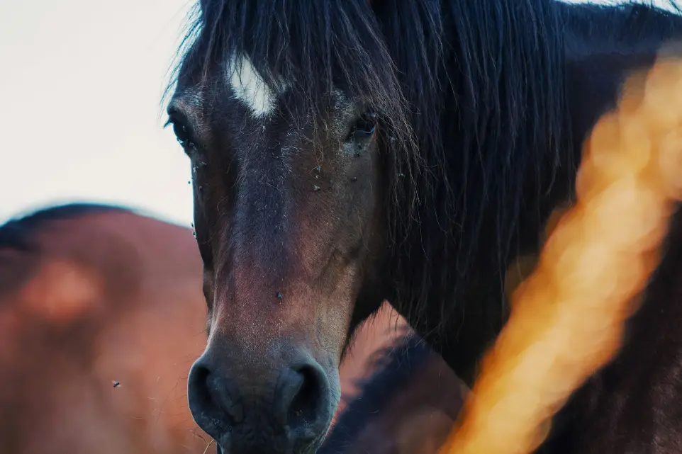 A close up of a horse with a blurry background